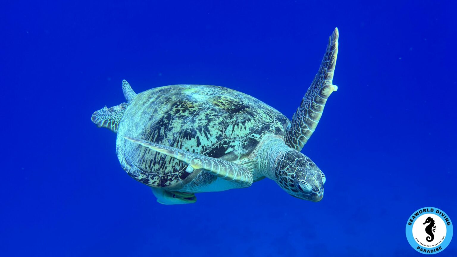 Seaworld Paradise Marsa Alam Turtle