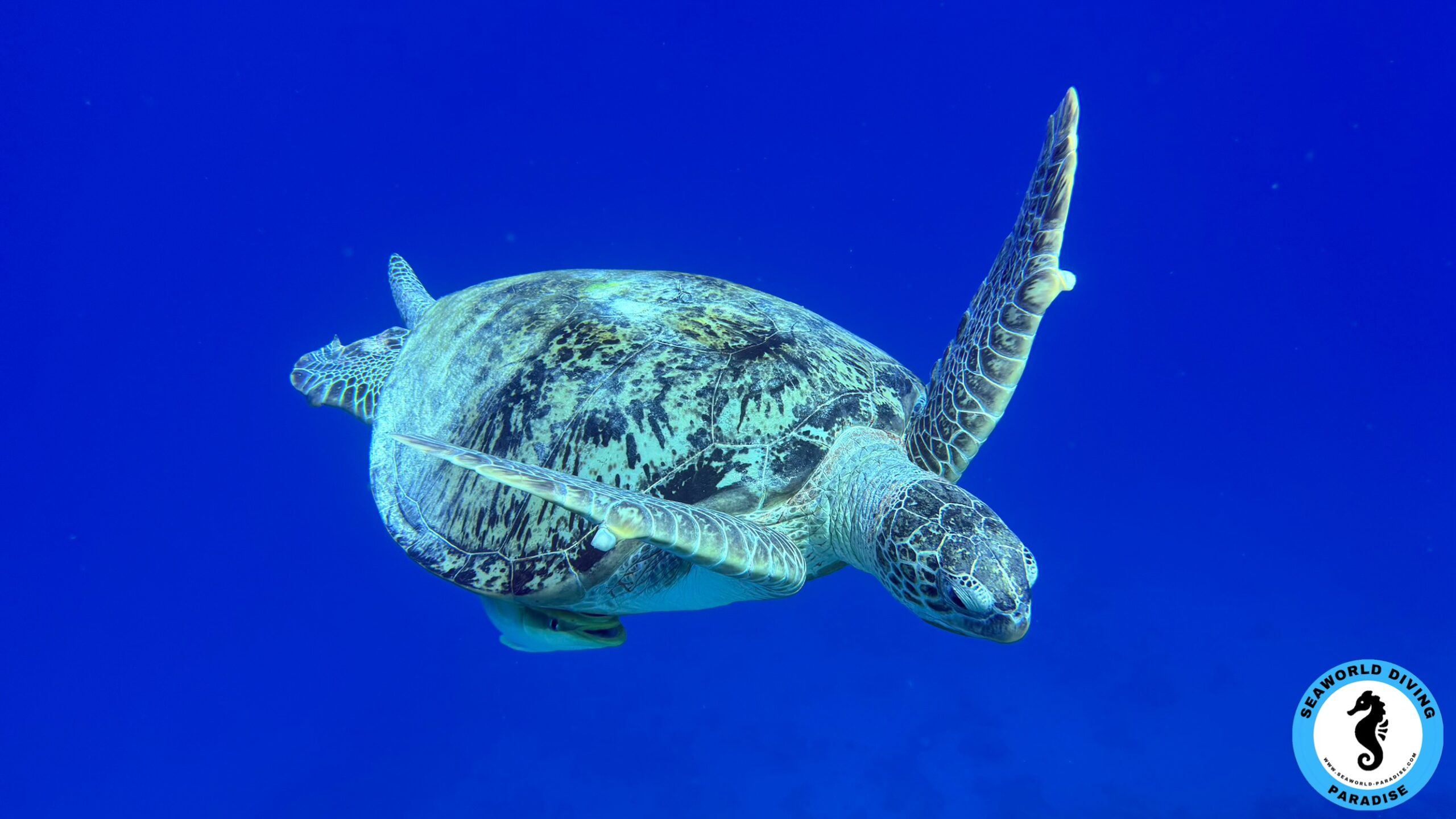 Seaworld Paradise Marsa Alam Turtle