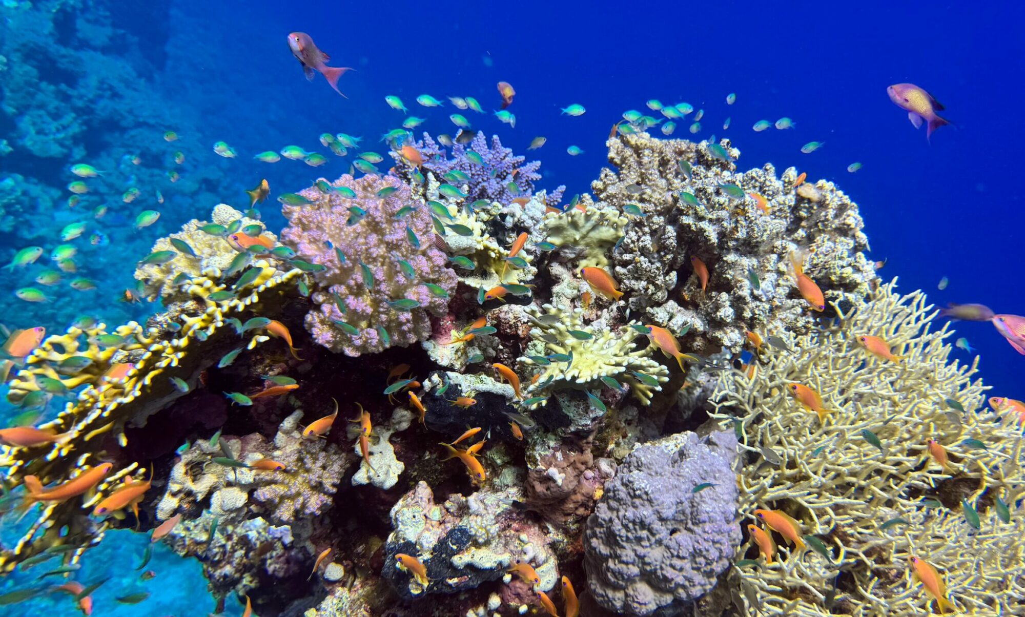 Home header coral ans little fishes