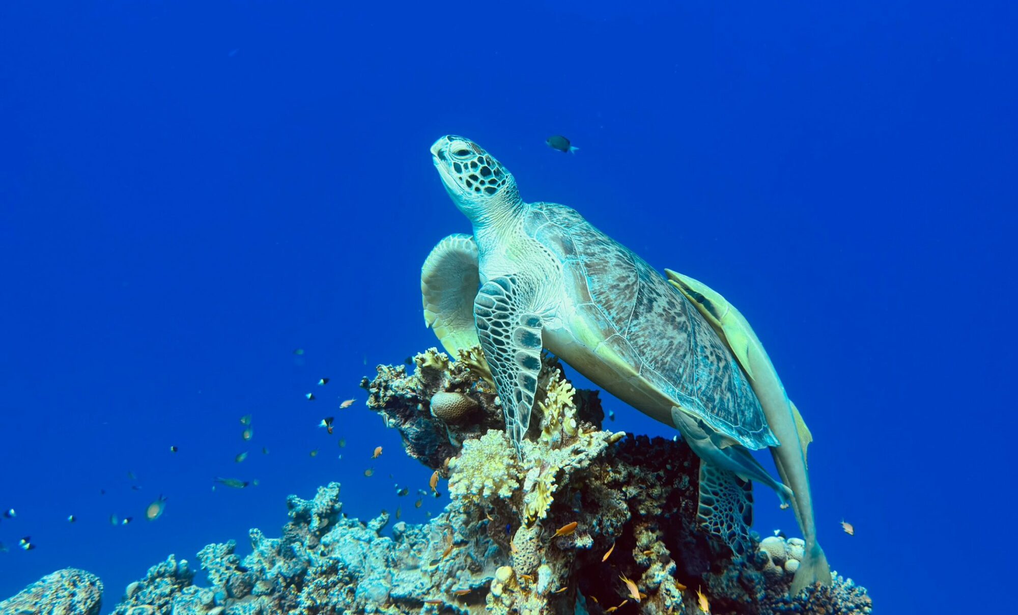 Home Turtle on coral with sharksucker